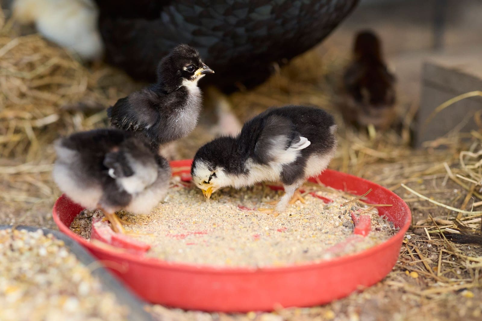 A chick pecking at crumbled feed