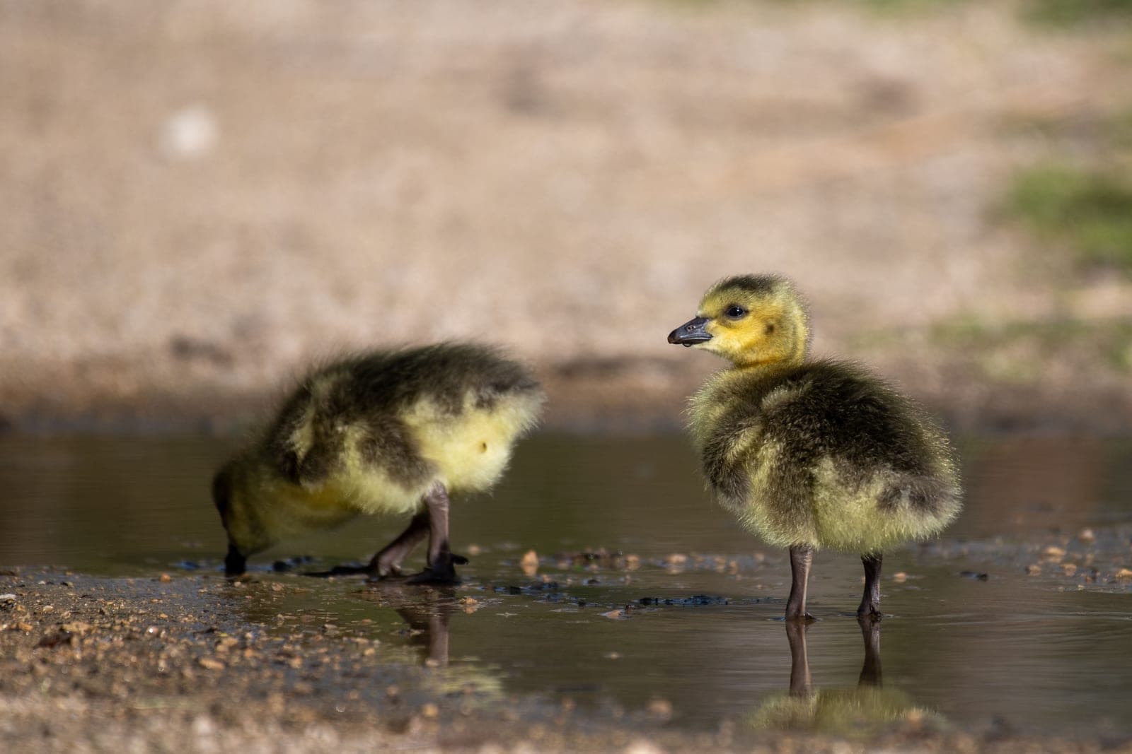 A young chick drinking from a shallow water dish