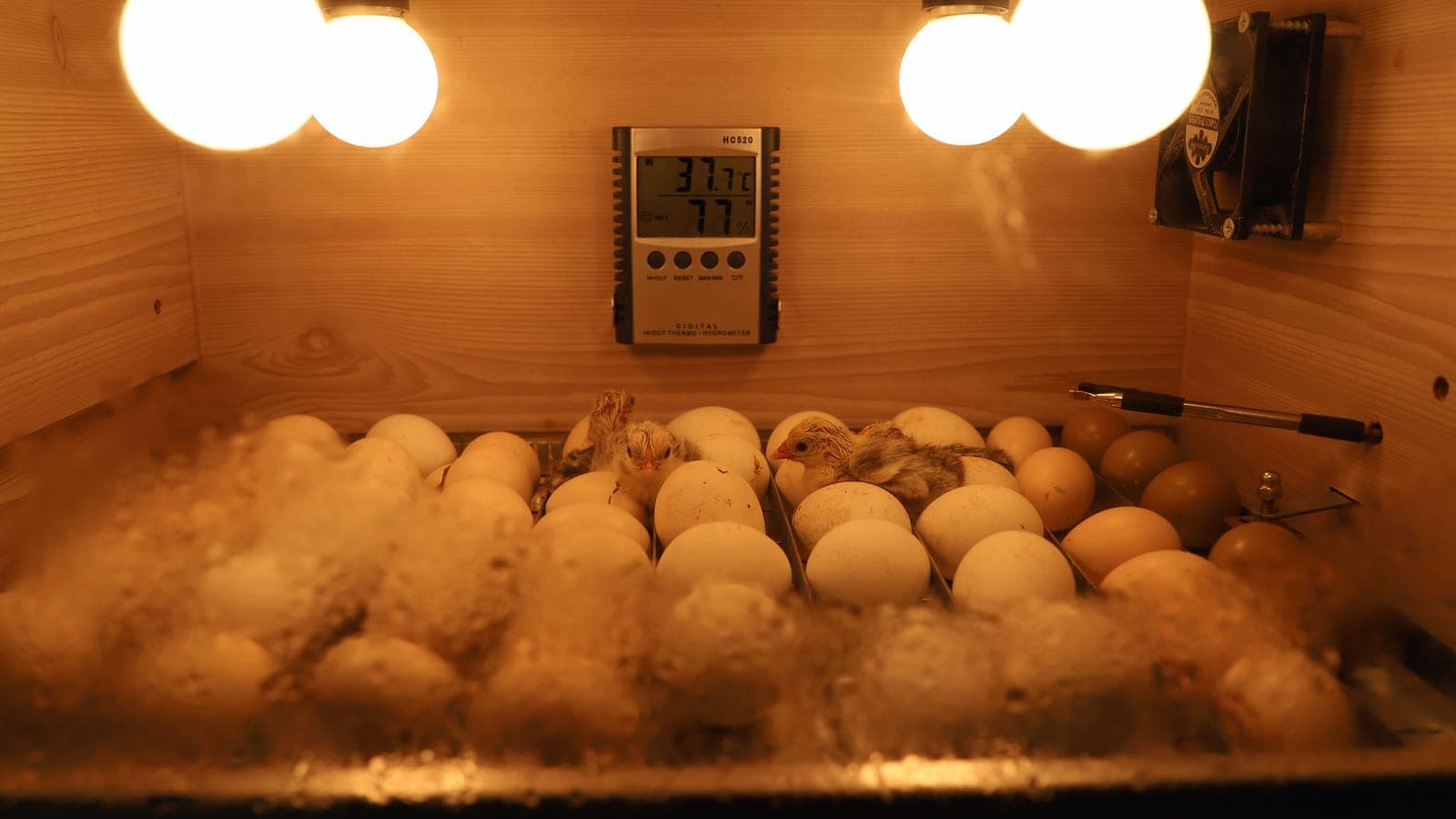 A newly hatched chick standing on wood shavings