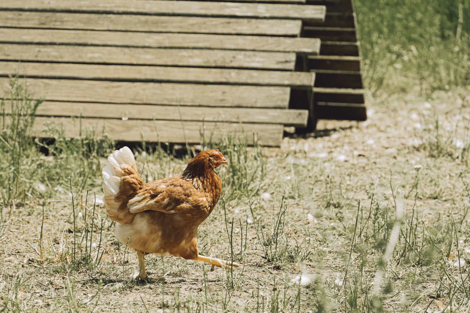 A hen stepping out through a coop doorway into daylight