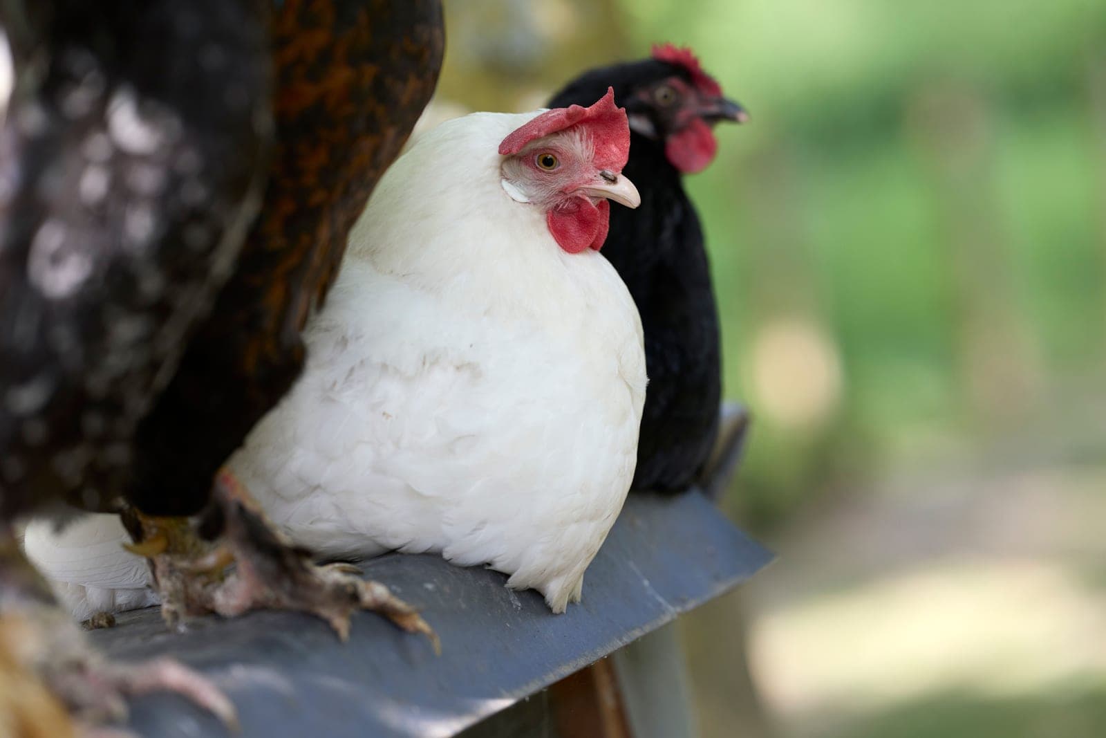 Hens perched along a wooden roosting bar inside a coop