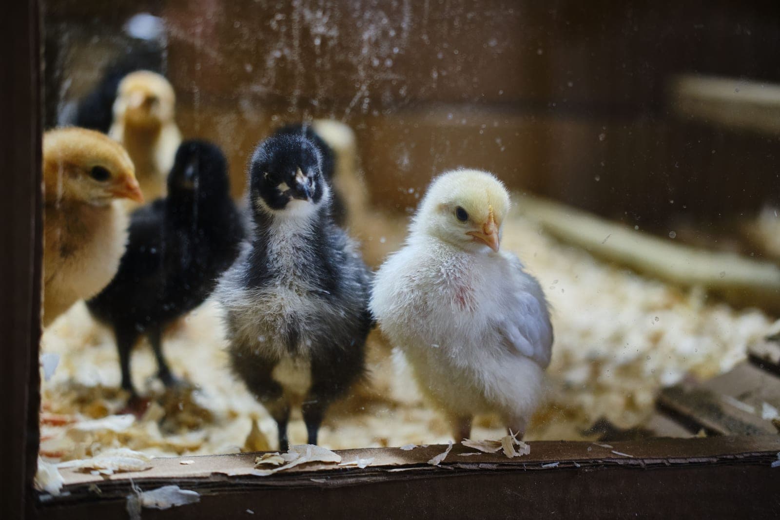Day-old chicks on wood shavings under a warm brooder light