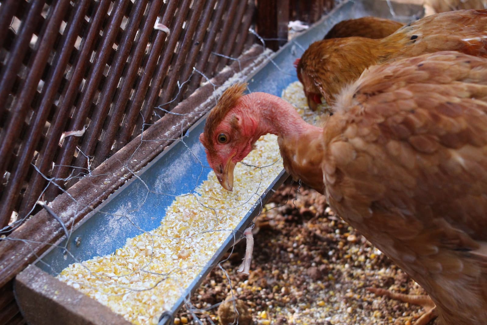 Hens gathered around grain scattered on the ground