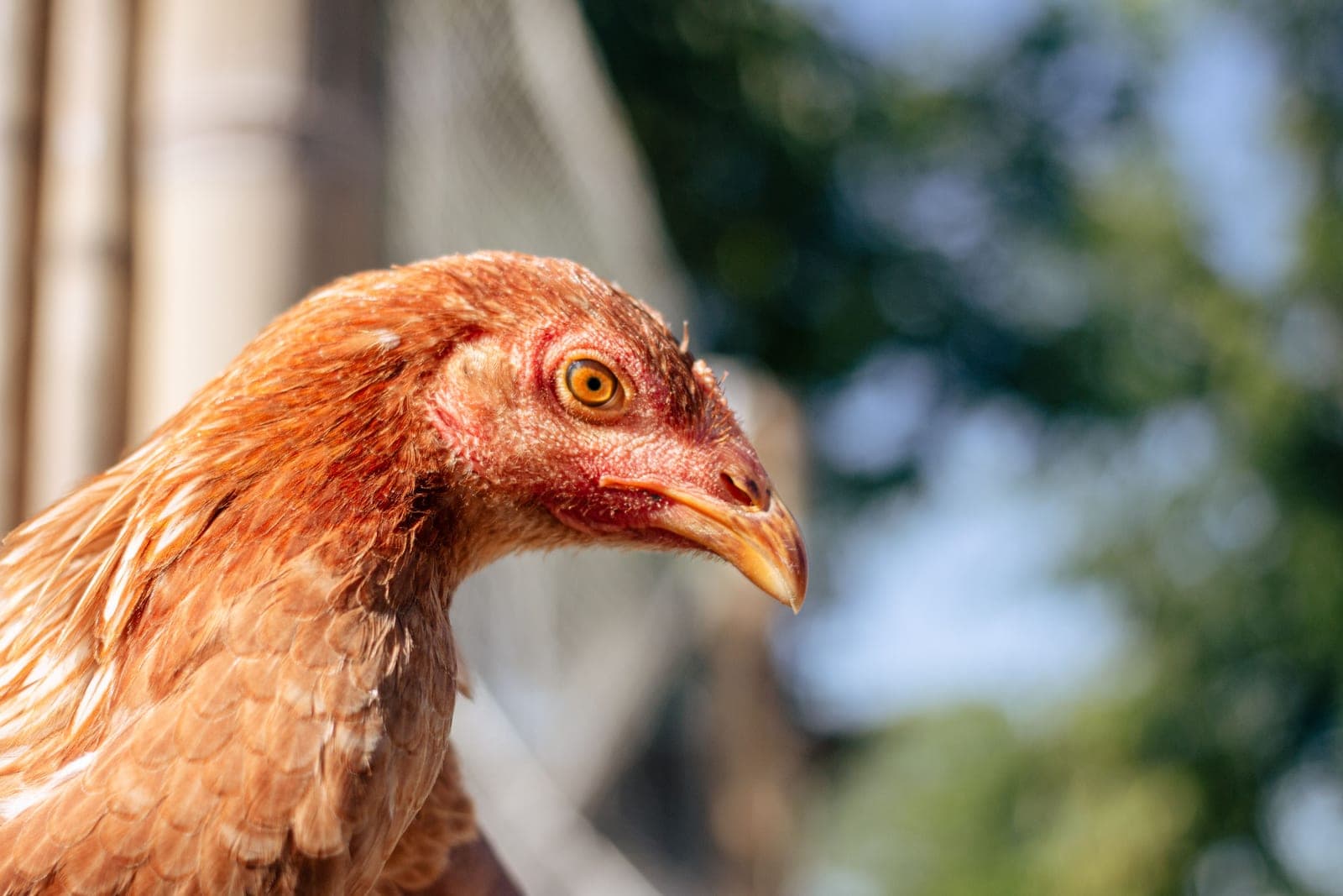 A close-up of a hen's head and comb in daylight